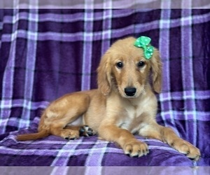 Golden Retriever Dog for Adoption in LAKELAND, Florida USA