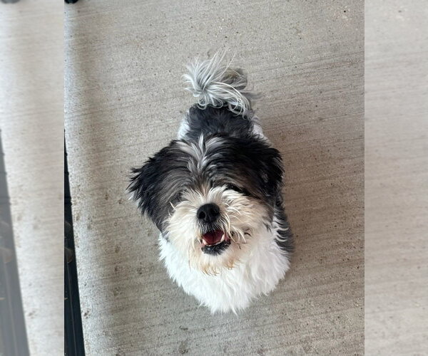 Medium Photo #7 Shih Tzu Puppy For Sale in Oak Bluffs, MA, USA