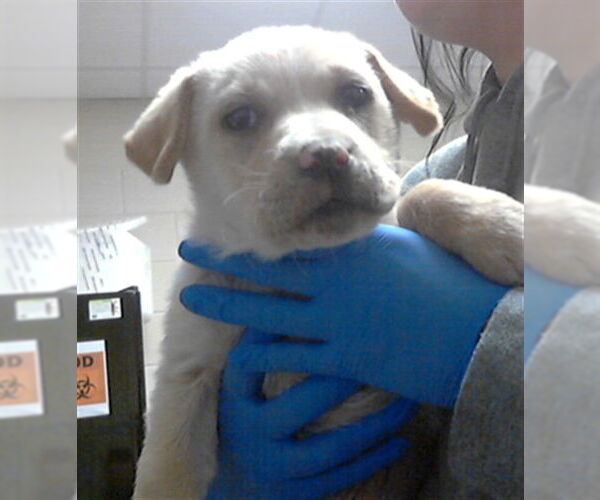 Medium Photo #1 Labrador Retriever-Unknown Mix Puppy For Sale in Fayetteville, NC, USA