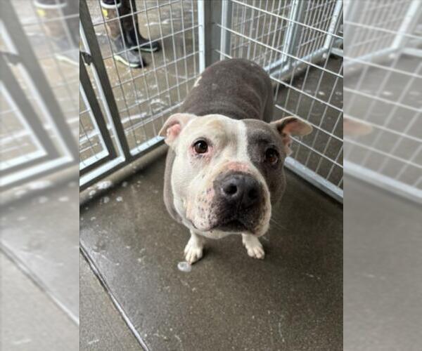 Medium Photo #1 Mutt Puppy For Sale in Woodland, CA, USA