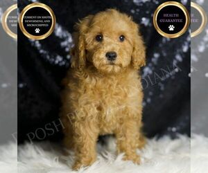 Goldendoodle (Miniature) Puppy for sale in WARSAW, IN, USA