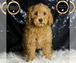 Small Goldendoodle (Miniature)