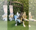 Small #5 American Bully
