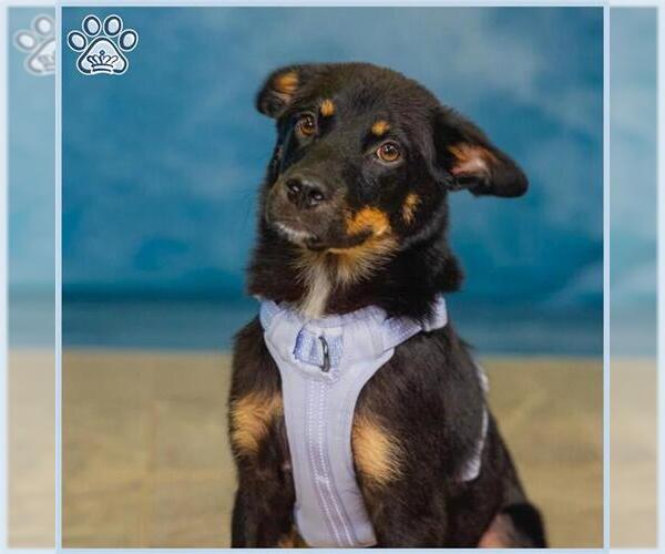 Medium Photo #1 Australian Shepherd Puppy For Sale in Sugar Land, TX, USA