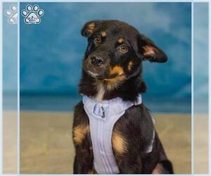 Australian Shepherd Dogs for adoption in Sugar Land, TX, USA