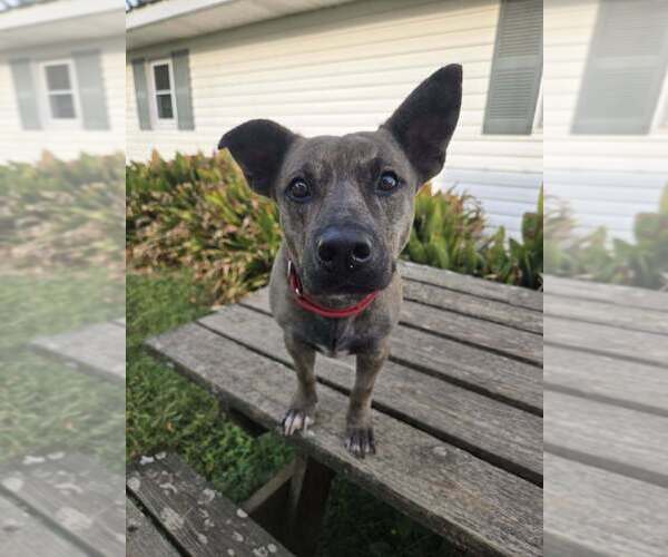 Medium Photo #2 Mutt Puppy For Sale in Abbeville, LA, USA