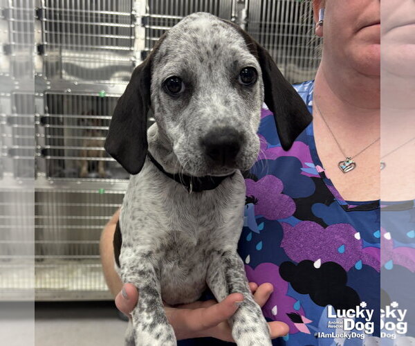 Medium Photo #2 Mutt Puppy For Sale in Washington, DC, USA