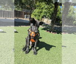 Small #2 German Shepherd Dog