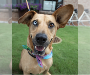 Australian Shepherd-Unknown Mix Dogs for adoption in Decatur, GA, USA