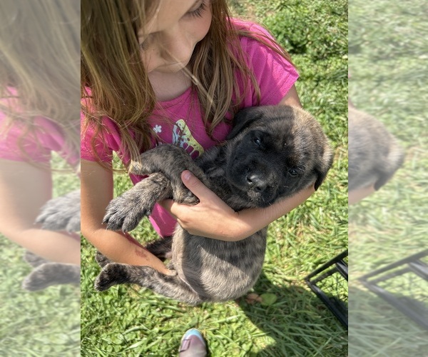 Medium Photo #14 Mastiff Puppy For Sale in COEBURN, VA, USA