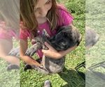 Puppy Johnny Ringo Mastiff