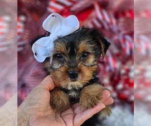 Yorkshire Terrier Puppy for sale in GRAND RAPIDS, MI, USA