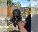 Small #4 Labrador Retriever