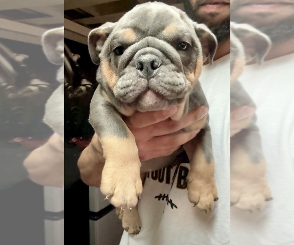 Medium Photo #1 English Bulldog Puppy For Sale in SAINT LOUIS, MO, USA