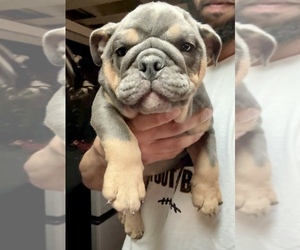 English Bulldog Puppy for sale in SAINT LOUIS, MO, USA