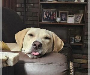 Toby - Totally Pawsome! - Male Labrador Retriever-Unknown Mix Dog for Adoption - Photo #10