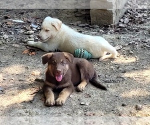 German Shepherd Dog Puppy for sale in SCOTTSVILLE, KY, USA