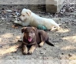 Image preview for Ad Listing. Nickname: Marys Mocha Mon