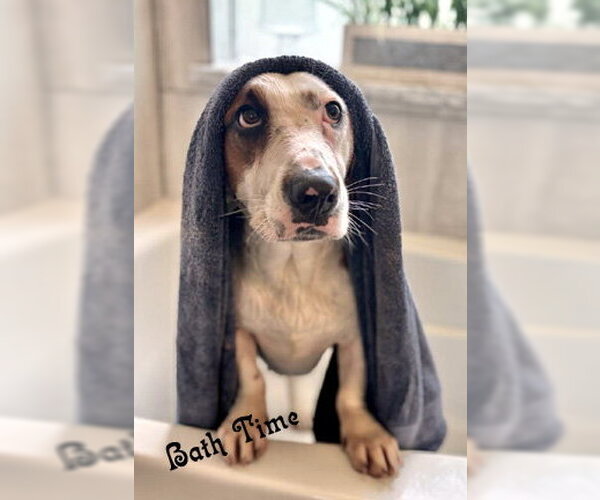 Medium Photo #1 Bagle Hound Puppy For Sale in Deepwater, NJ, USA