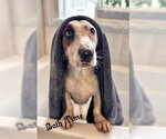 Small Bagle Hound