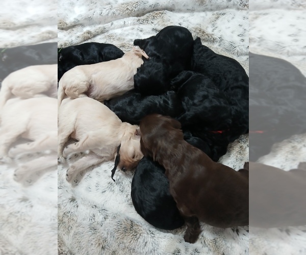 Medium Photo #9 Poodle (Standard)-Schnoodle (Giant) Mix Puppy For Sale in ANDERSON, CA, USA