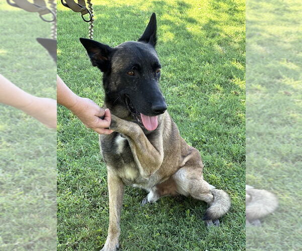 Medium Photo #5 Mutt Puppy For Sale in Imlay City, MI, USA