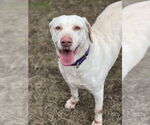 Small Labrador Retriever Mix