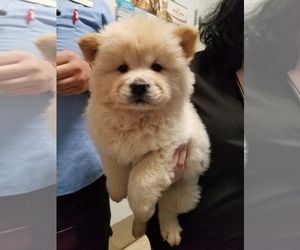 Chow Chow Puppy for sale in NEWARK, CA, USA