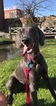 Small Photo #1 Weimaraner Puppy For Sale in PIGEON FORGE, TN, USA