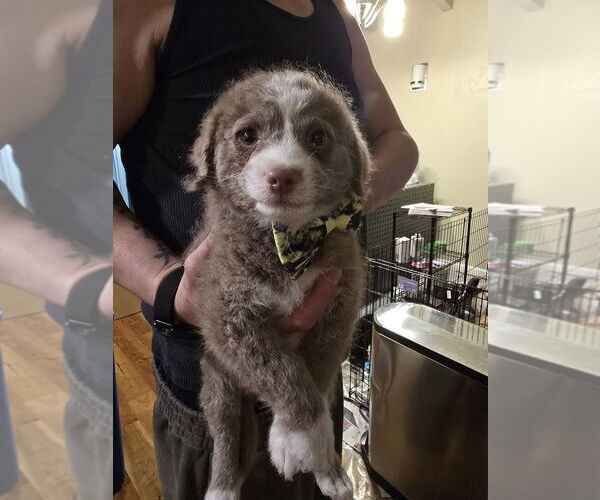 Medium Photo #3 Maltipoo (Miniature) Puppy For Sale in Pacifica, CA, USA