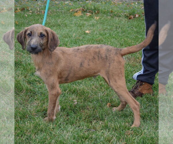 Medium Photo #2 Coonhound-Unknown Mix Puppy For Sale in Huntley, IL, USA