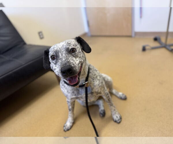 Medium Photo #5 Mutt Puppy For Sale in Las Vegas, NM, USA