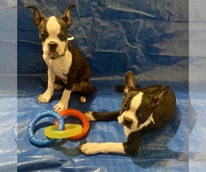 Boston Terrier Puppy for sale in BALTIMORE, MD, USA