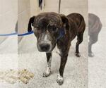 Small American Pit Bull Terrier Mix
