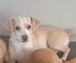 Small Photo #1 Chiweenie-Shih Tzu Mix Puppy For Sale in WARWICK, RI, USA