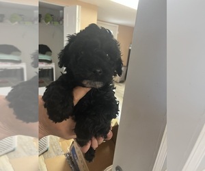 Morkie-Poodle (Miniature) Mix Puppy for sale in WHITE OAK, GA, USA