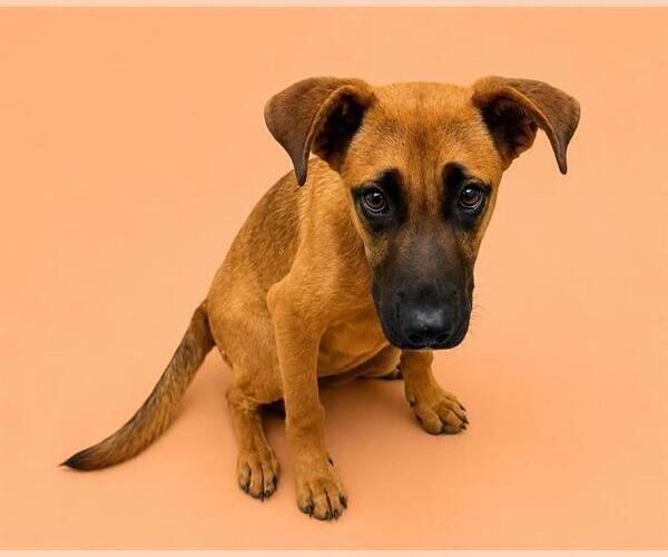 Medium Photo #2 Black Mouth Cur-Unknown Mix Puppy For Sale in HESPERIA, CA, USA