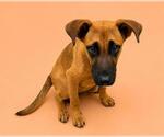 Small #1 Black Mouth Cur Mix