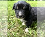 Puppy Maui Australian Shepherd