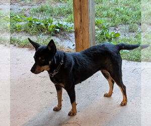Mutt Dogs for adoption in Des Moines, IA, USA