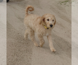 Goldendoodle Puppy for sale in PEYTON, CO, USA