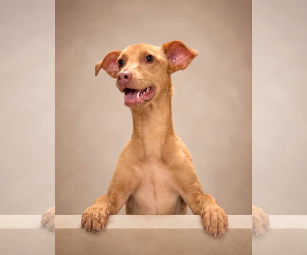Medium Photo #2 Mutt Puppy For Sale in Canton, CT, USA