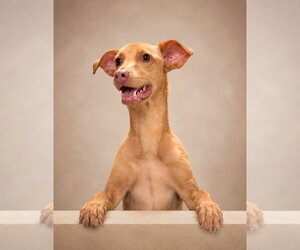 Daniela - Female Mutt Dog for Adoption - Photo #2