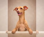 Small #1 Mutt