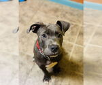 Small #3 American Pit Bull Terrier
