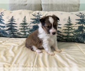 Shetland Sheepdog Puppy for sale in KINGSPORT, TN, USA