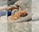 Small Photo #13 Goldendoodle (Miniature) Puppy For Sale in SAN JOSE, CA, USA
