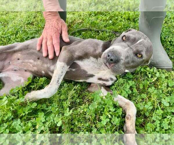 Medium Photo #6 Mutt Puppy For Sale in Abbeville, LA, USA