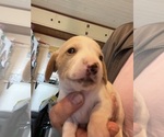 Small #16 Dachshund