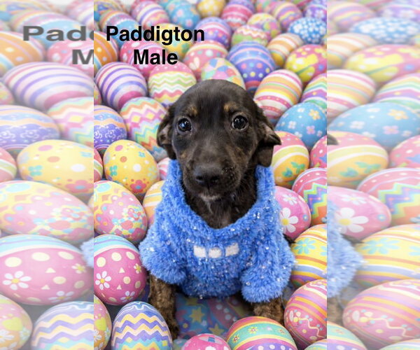 Medium Photo #4 Chiweenie Puppy For Sale in Jackson Township, NJ, USA